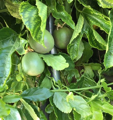 Fresh Organic Passion Fruit Seeds 25 Seeds Etsy