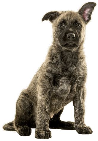 Dutch Shepherd - Training Course on Dutch Shepherd