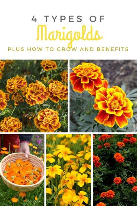 4 Types Of Marigolds Plus How To Grow And Benefits Marigolds Guide Marigoldsi Zele