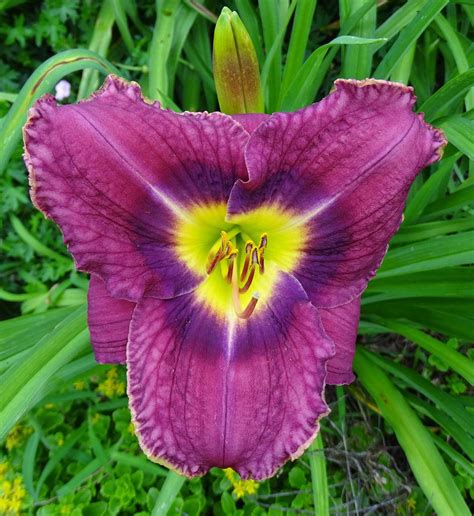 Daylily Hemerocallis My Heart Aches For You In The Daylilies