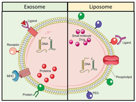 Comparative Schematic Illustration Of Exosomes And Liposomes Download Scientific Diagram