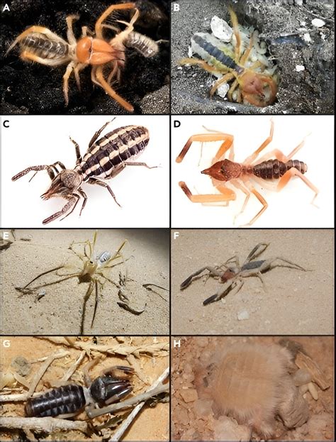 Uncovering Camel Spiders Hidden Evolutionary Secrets With A Modern