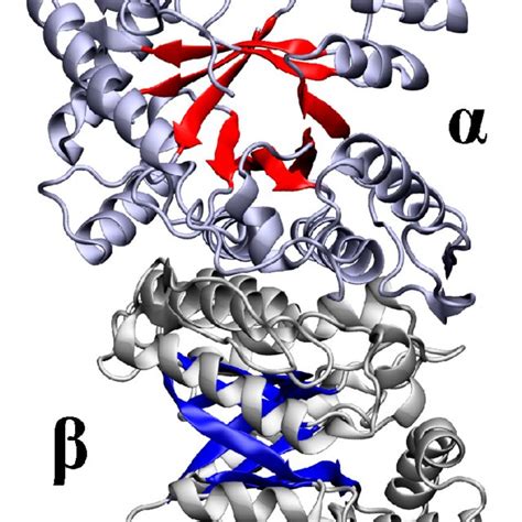 Structure of bacterial luciferase from V. harveyi | Download Scientific ...