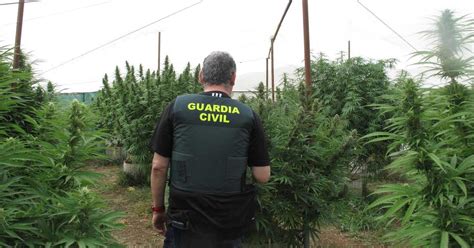 La Guardia Civil interviene más de 2 000 plantas de cannabis en varios