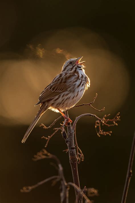 Winning Photos Of Bird Photographer Of The Year