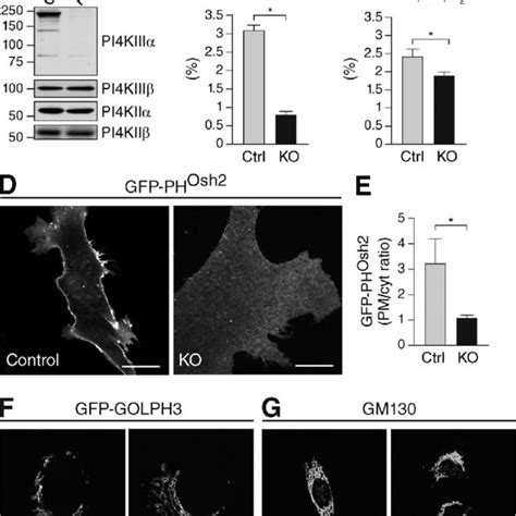 Loss Of PI4KIII Causes Perturbations Of PtdIns4P And PtdIns 4 5 P 2