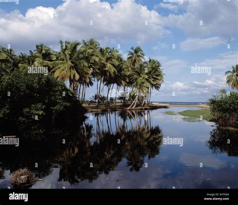 Palmenhain Am Strand In Matancitas Dominikanische Republik Stock Photo