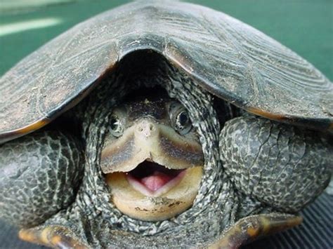 Funny Turtle Funny Animals