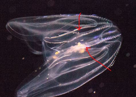 Scary Jellyfish Facts