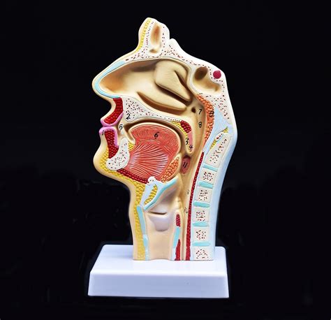 XINDAM Human Anatomical Nasal Cavity Throat Anatomy India | Ubuy