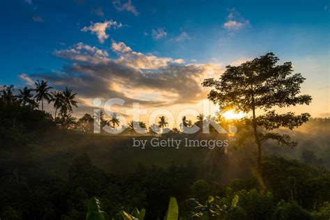 Sunrise Over Jungle Stock Photo | Royalty-Free | FreeImages