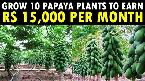 Grow Papaya Plants To Earn Rs Per Month Papaya Farming