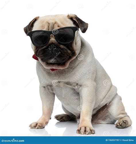 Tough Pug Puppy Wearing Sunglasses And Bowtie Being Cool Stock Image