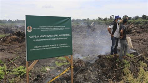 Kabar Duka 1 324 Hektar Hutan Suaka Margasatwa Rawa Singkil Hilang