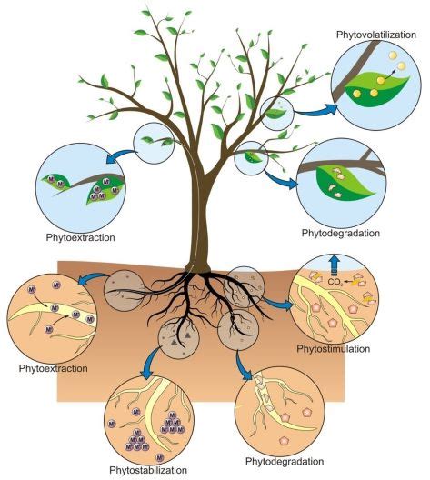 Up Plans To Use Phytoremediation Against Pollution Around Ganga