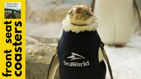 SeaWorld Orlando 2017 Penguin In A Wetsuit Update She S Got Feathers