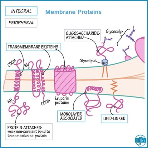 Click The Link In Our Bio To Review The Types And Functions Of Membrane