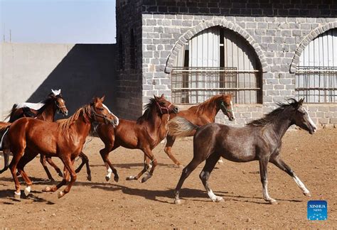 Feature Syrian Horse Raisers Struggle To Preserve Arabian Purebreds