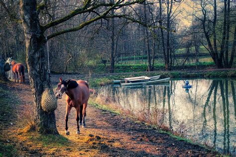 The Impact Of Molasses On Horse Feed