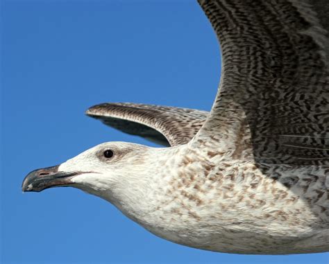 Клуша птица коралловая (55 фото) - красивые фото и картинки pofoto.club