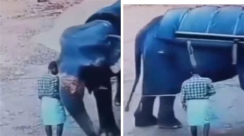 Video Elefante Aplasta A Su Cuidador Y Lo Mata De Forma Instant Nea En