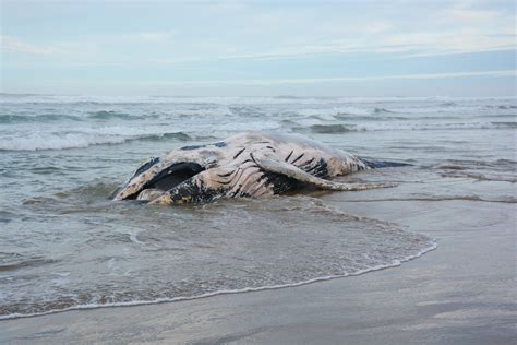 Humpback Whale Washes Ashore On Oregon S Cannon Beach