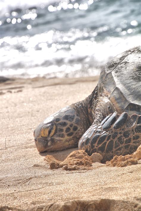 Things to Do in Kahana in 2024 | Expedia
