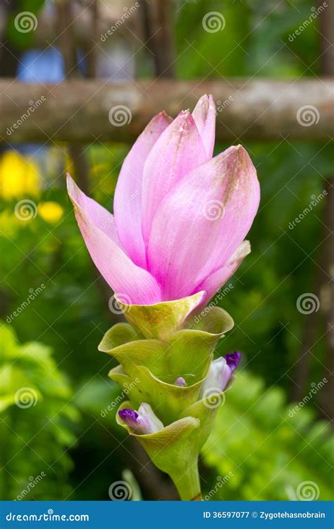 Siam Tulip Flower Arrangement In Japanese Ikebana Royalty Free Stock