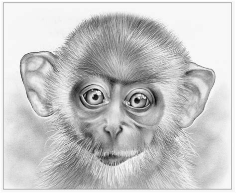 Review Of Pencil Drawing Of Monkey Ideas - opowiadaniaa1d