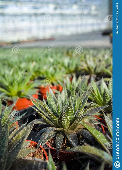 Haworthia Is A Large Genus Of Small Succulent Plants Houseplant