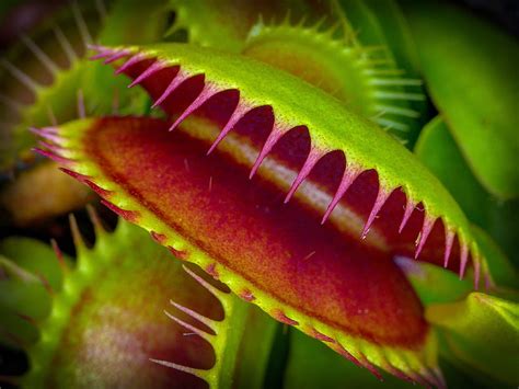 Venus Flytrap HD Wallpaper Pxfuel