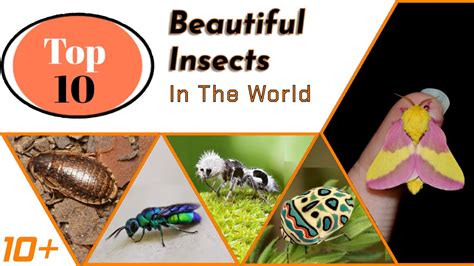 Top 10 Most Beautiful Insects In The World Top 10 Unique Insects In The World Top Ten Info