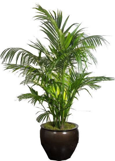 Large Indoor Plant Png Moansmirissa