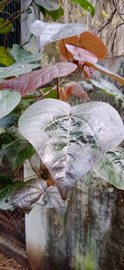 Ornamental Plant With Green Redish Brown Leaves Closeup Stock Photo