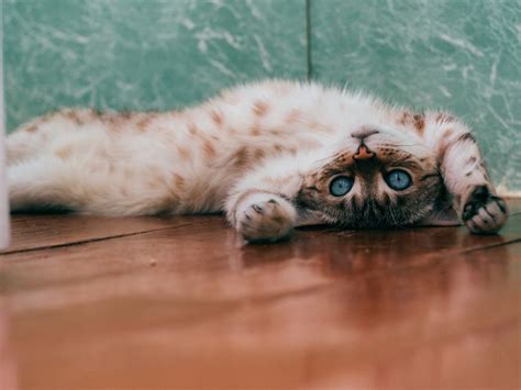 Hypoallergenic Cats Could Be Made According To Scientists Neatorama