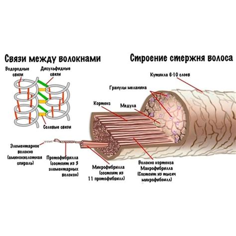 Строение волоса | Блог о волосах, Сумасшедшие волосы, Цитаты парикмахеров