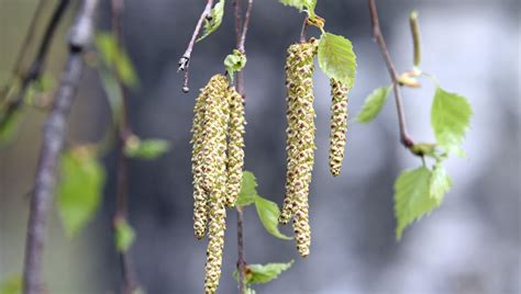 Ile de France risque très élevé d allergie au pollen de Bouleau