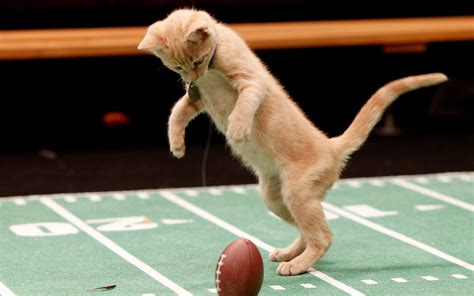 kitty bowl - Cute Kittens Photo (41532275) - Fanpop