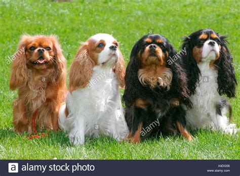 Cavalier King Charles Spaniel Colors - l2sanpiero