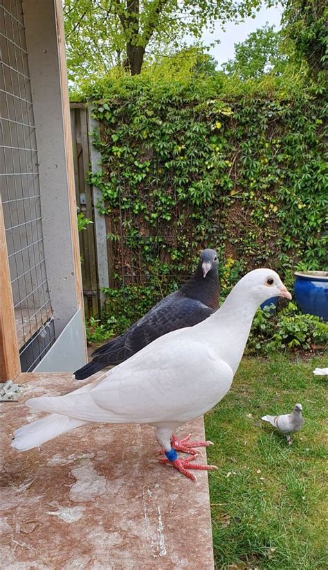 Pin Van Yvette Lust Op Witte Duifjes