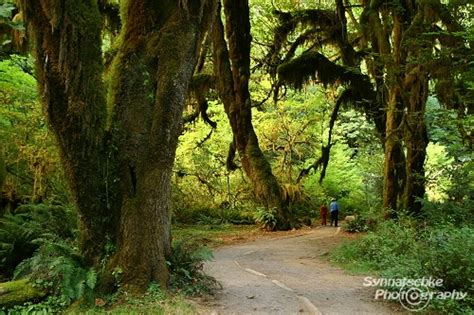 Hoh Rain Forest Trail - Olympic NP | People in Nature | Synnatschke Photography