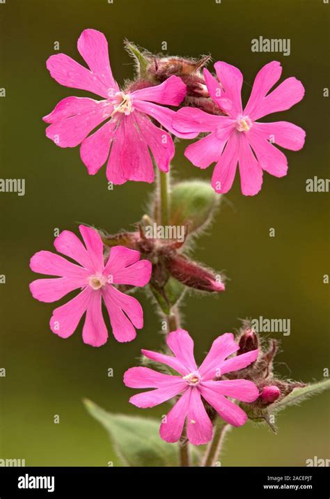 Red Campion Silene Dioica Flowers Stock Photo Alamy