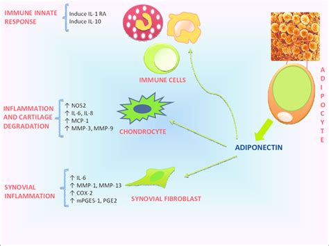 Schematic Representation Of The Interaction Of Adiponectin With Immune