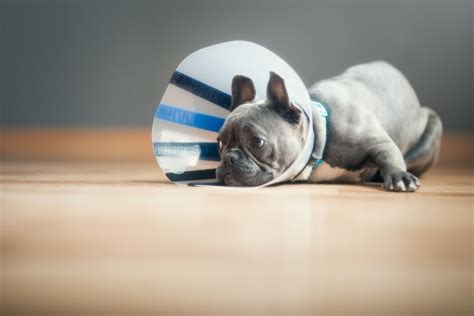 5 ideas what to give your dog instead of a collar after a surgery