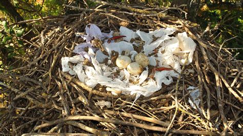 Elaborate Nest Decorations Show Bird's Vitality : NPR