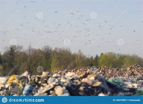 Gulls Over A Pile Of Garbage Stock Image Image Of Equipment