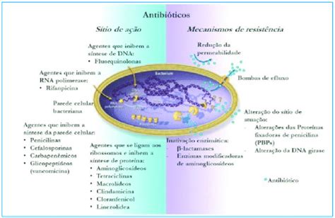 Resumo De Mecanismos De Resistência Antimicrobiana