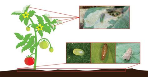 Tuta Absoluta Metode De Control Si Combatere La Tomate