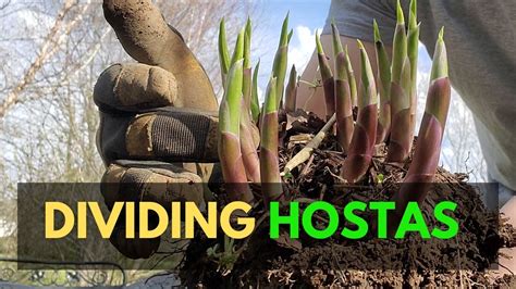 How To Propagate Hostas Through Division Growing The Home Garden