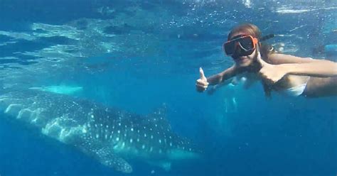 Cebu Oslob Whale Shark Moalboal Sardines Turtle Thrill Getyourguide